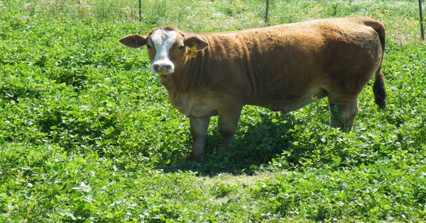Rains improve forages and the outlook for Texas spring planting | Farm ...