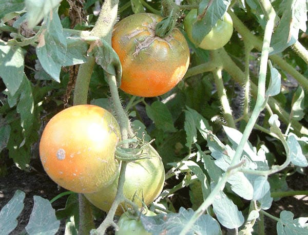 ❄️ When Florida Froze Image