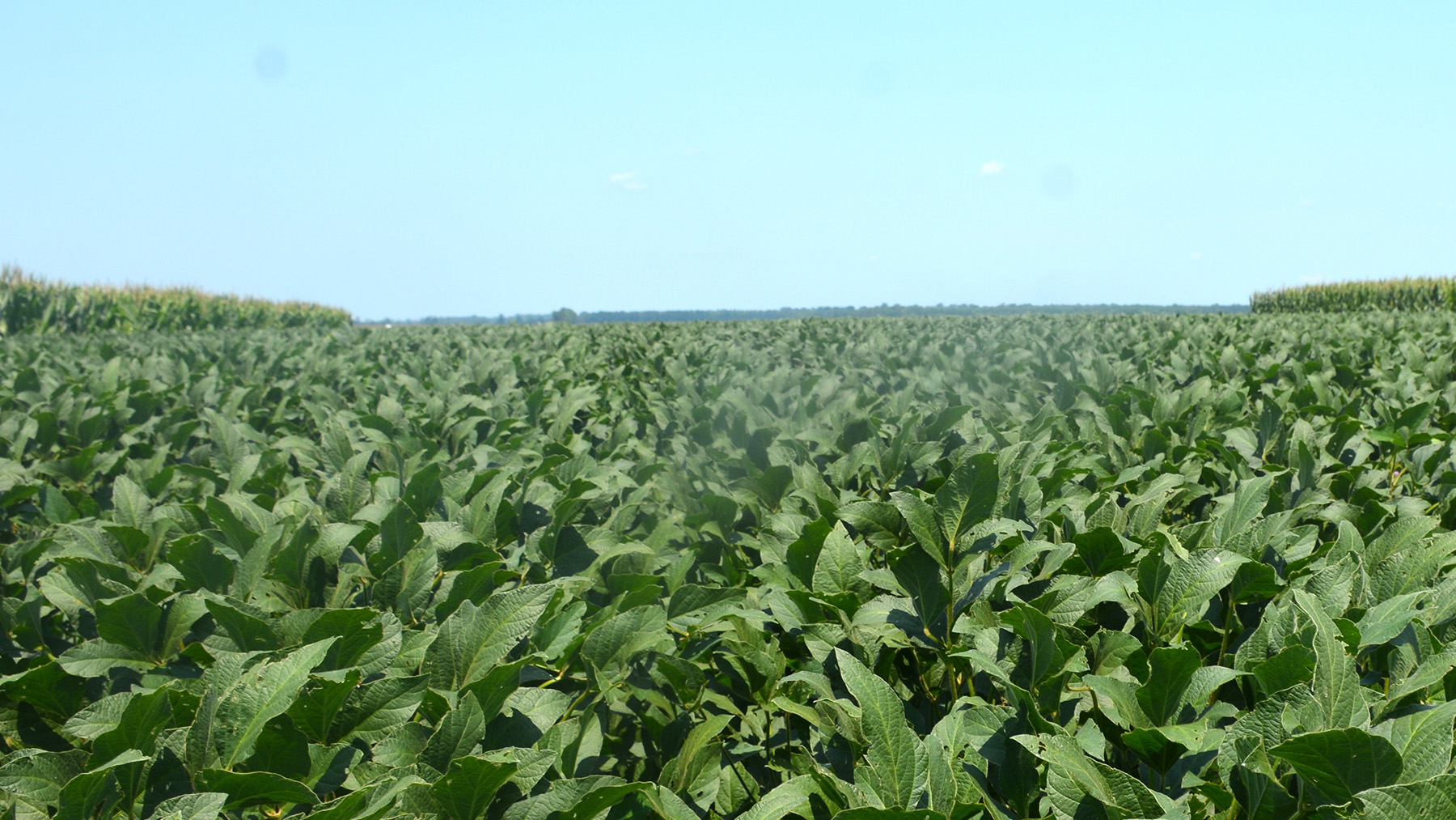 Make Double Crop Corn And Soybeans Less Risky