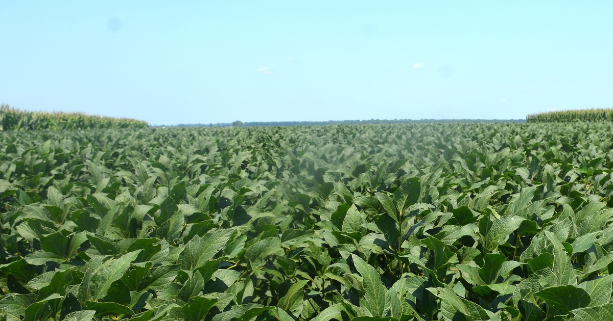 Make double crop corn and soybeans less risky