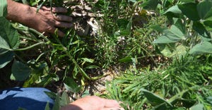marestail plants under soybeans