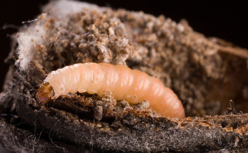 Navel orangeworm