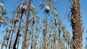 Dates grow in Southern California.