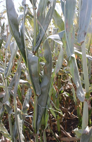 frost damaged corn