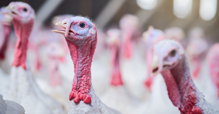Turkeys Turkeys
