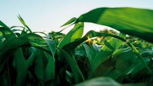 Protect yield potential from the ground up