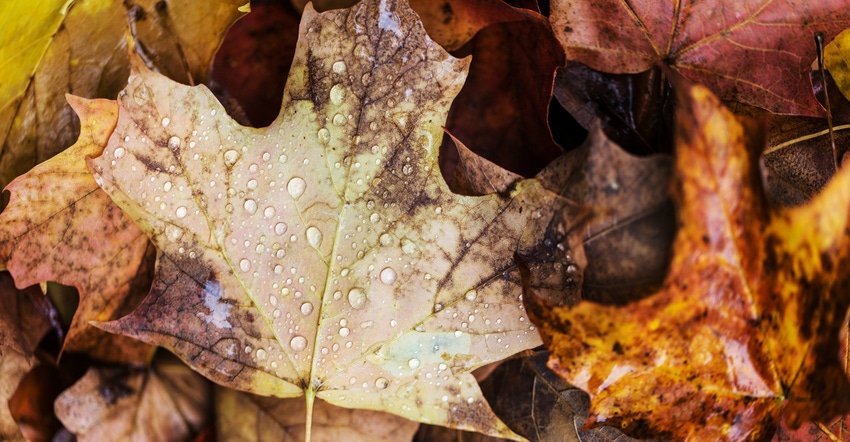 colorful autumn maple leaves