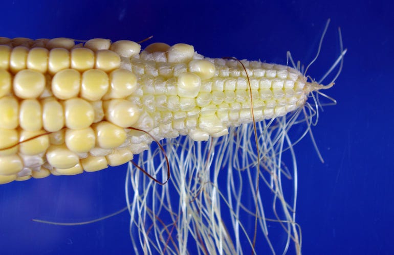 A close up of a corn ear tip with no kernel growth