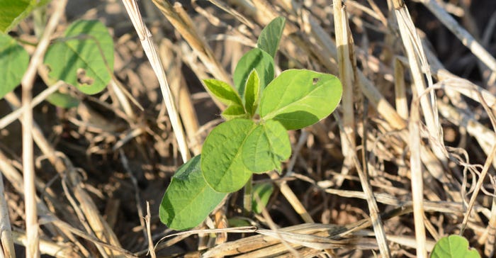 soybean seedling in no-till field