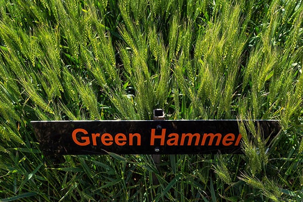 2020_green_hammer_wheat-web.jpg