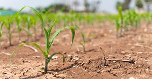 Corn crop suffers from drought