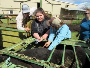 Shasta College students learning to apply a castration band