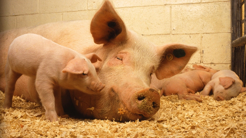 Pigs Pigs