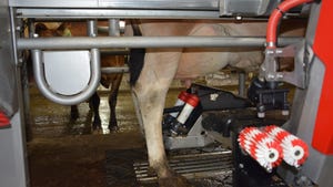 close-up of robotic milkers