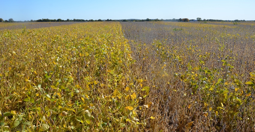 soybean field with definite line between variety ready to harvest and variety not yet mature