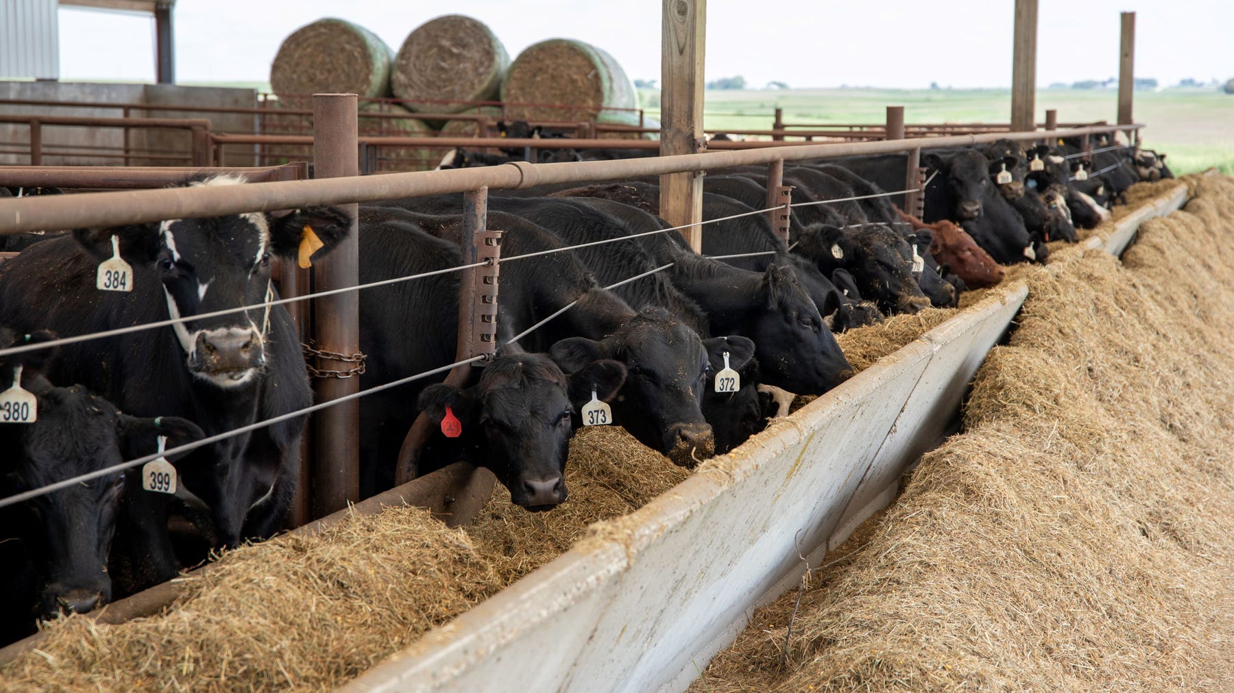  Beef cattle eating forage at an Iowa State research farm.
