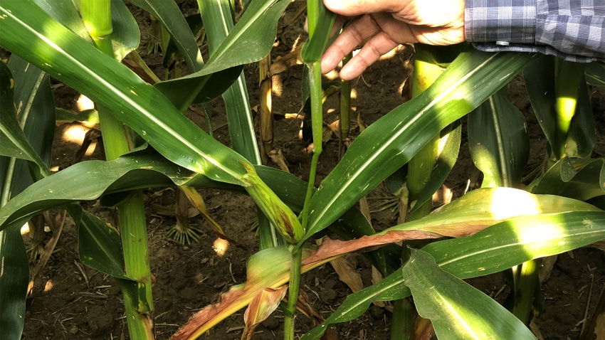 A thin cornstalk with a small cob growing on it