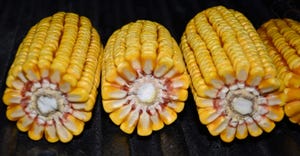 3 shucked ears of corn in a row