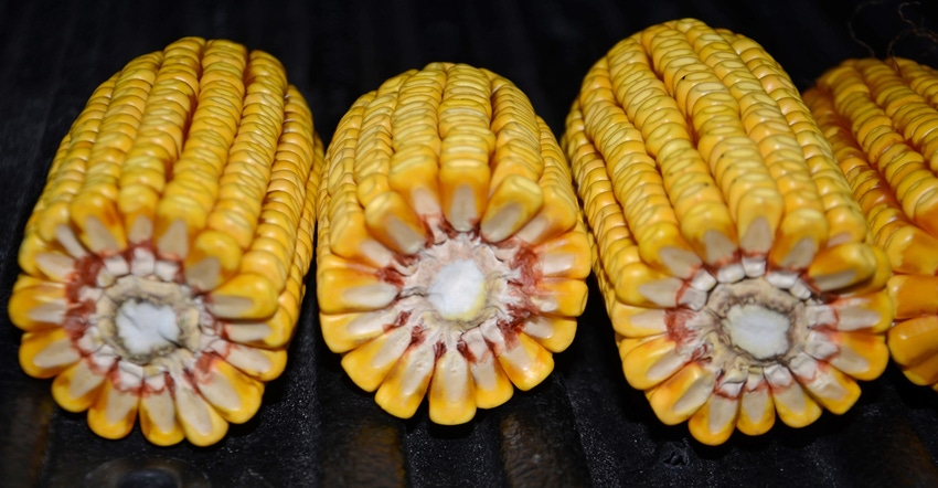 3 shucked ears of corn in a row