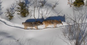 Two gray wolves walking in snow covered woods