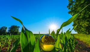 Corn field with water droplet