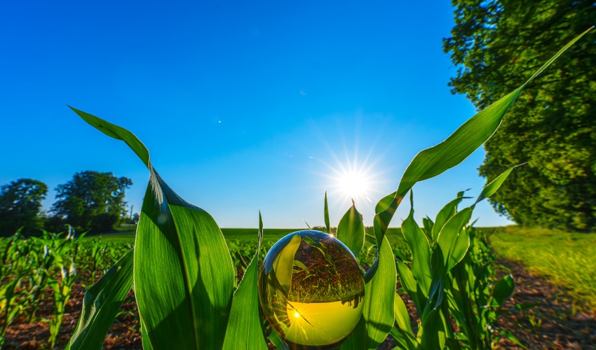 Corn field with water droplet