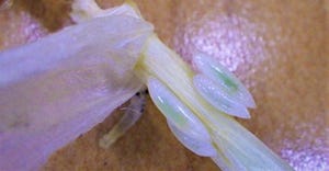 hessianfly-larvae.jpg