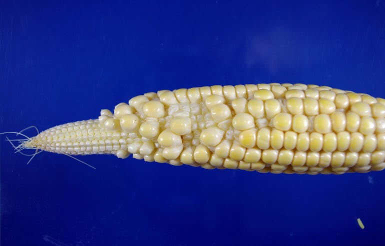 A corn ear with unfertilized kernels