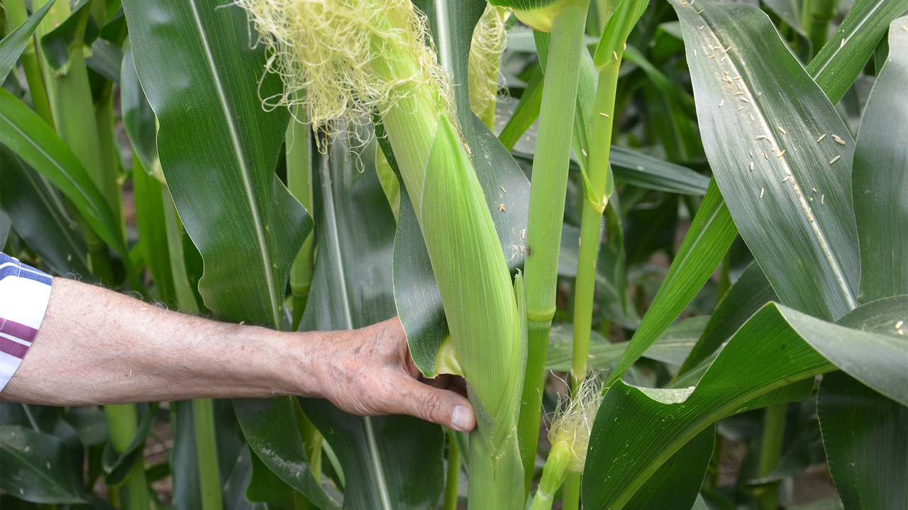 How to use tissue test results in corn