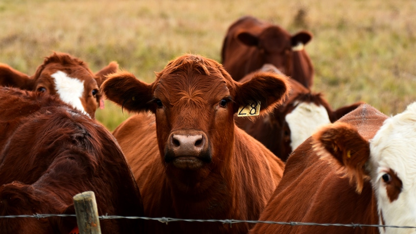 Close up of cattle 