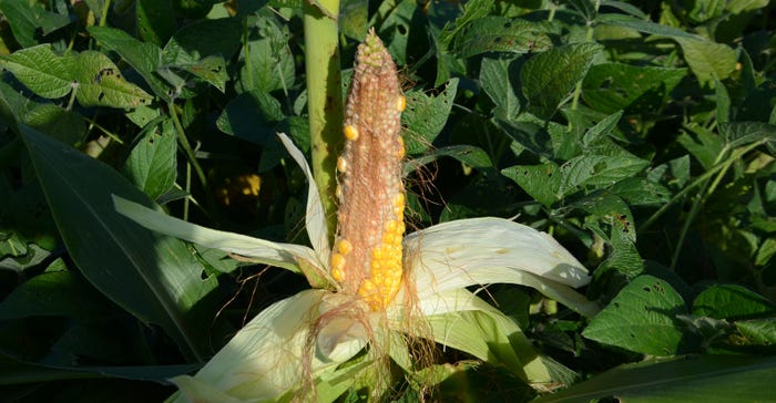 ear on a volunteer corn plant