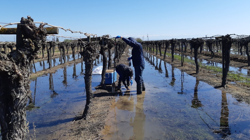 Flooded vineyard