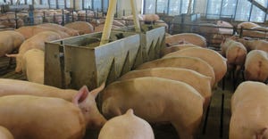 Hogs in a pen