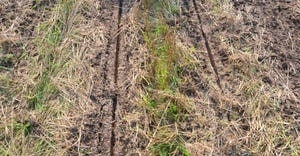seed trench made in soil by planter