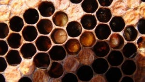Diseased hive