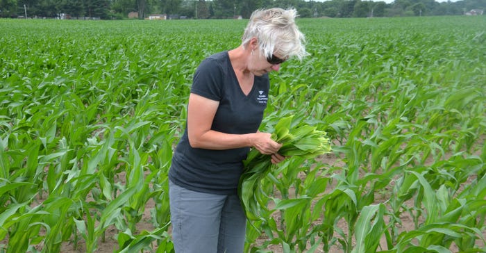 Betsy Bower collects leaves from a cornfield showing striping and lighter color