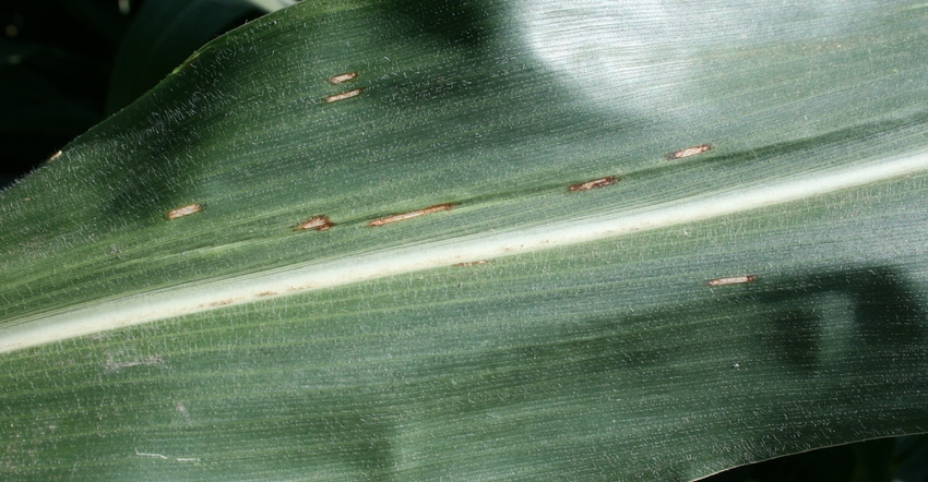 gray leaf spot on corn leaf
