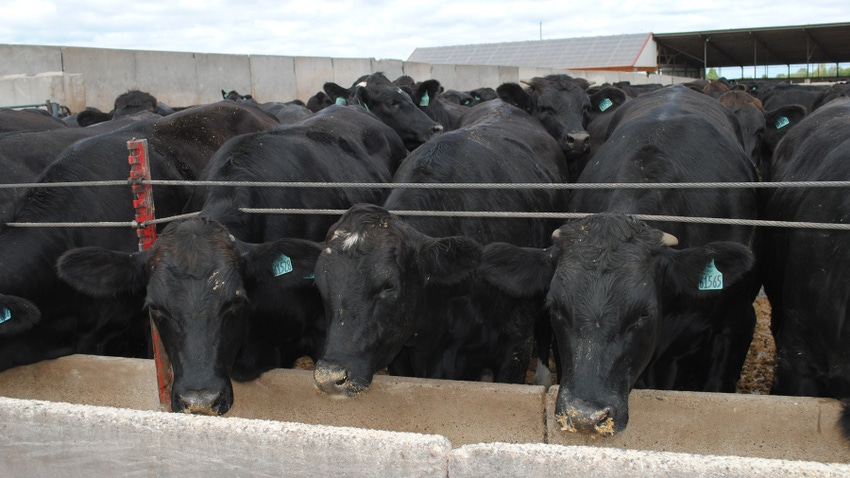 Beef cattle at feeder Beef cattle at feeder