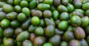 fresh-avocados-GettyImages-695592918.jpg