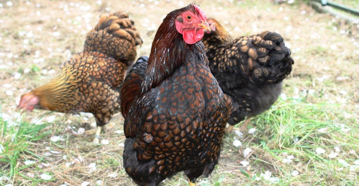 Poultry-organic-rule0522H1-3320b_3.jpg