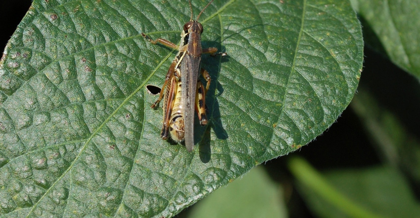 grasshopper on soybean leaf