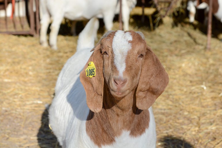 Boer goat close up