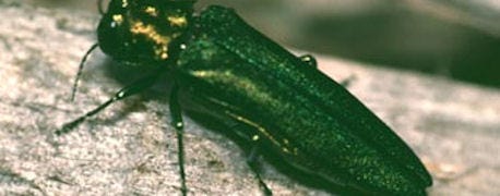 emerald_ash_borer_discovered_lee_henry_counties_1_634849006325873391.jpg