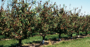 Fire blight in an apple orchard