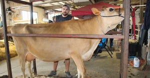 Matt Sears blow dries his cow's coat at the New York State Fair