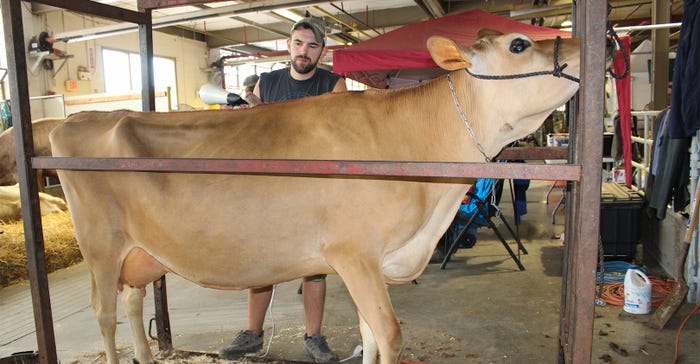Matt Sears blow dries his cow's coat at the New York State Fair