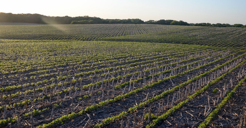 Panoramic view of young soybean plants in field