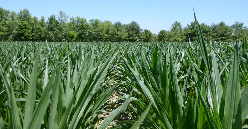 green cornfield