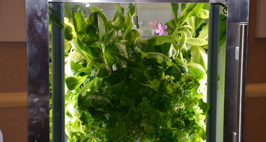 home-lettuce-production-food-bechman.jpg