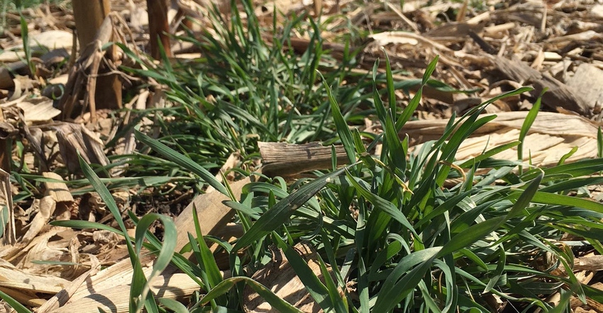 Close-up of cover crops in field